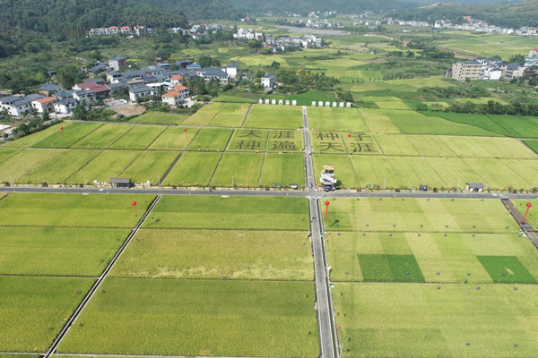 湘东区天涯种业科学院制种基地 湘东区天涯种业科学院制种基地