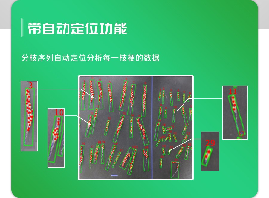 水稻整穗考种测量系统 水稻整穗考种测量系统